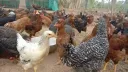 Fresh Live Chicken - 100% Halal Cut (खड़ा मुर्गा)